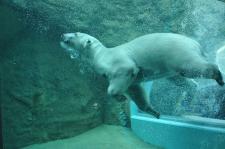 静岡市立日本平動物園