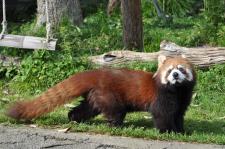 静岡市立日本平動物園