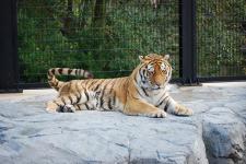 静岡市立日本平動物園