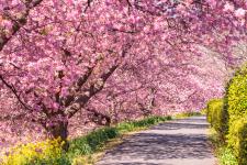 河津桜並木