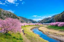 河津桜並木