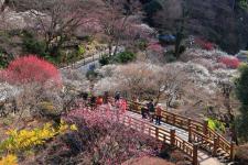 熱海梅園