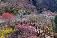 熱海梅園