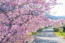 みなみの桜