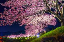 みなみの桜
