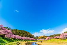 みなみの桜