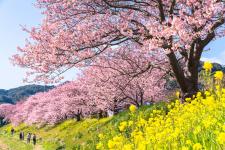 みなみの桜