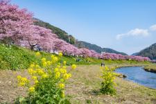 下賀茂温泉の河津桜