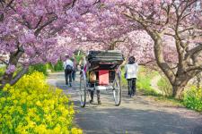 下賀茂温泉の河津桜