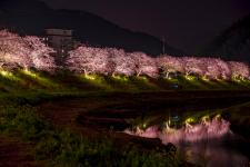 下賀茂温泉の河津桜