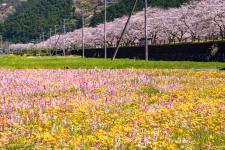 田んぼをつかった花畑