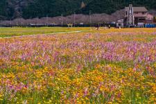 田んぼをつかった花畑