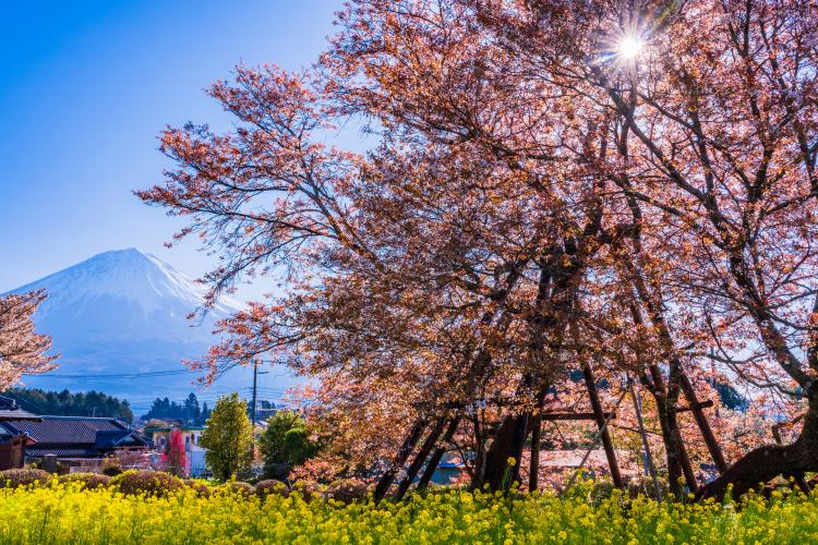 狩宿の下馬桜 ドライブコンサルタント 狩宿の下馬桜 ドライブコンサルタント
