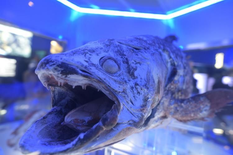 沼津港深海水族館