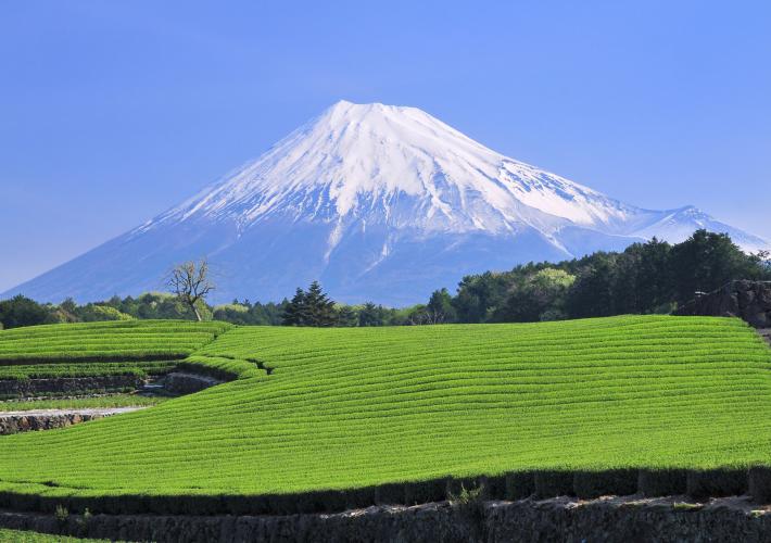 今宮の茶畑（富士山）