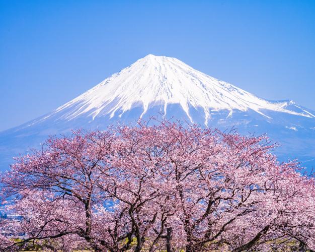 雁堤の桜（富士山）