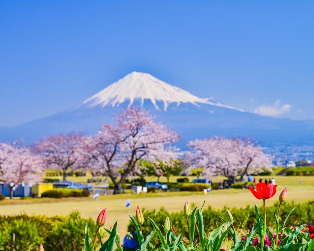 雁堤の桜（富士山）