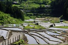 四谷の千枚田
