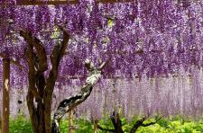 曼陀羅寺公園