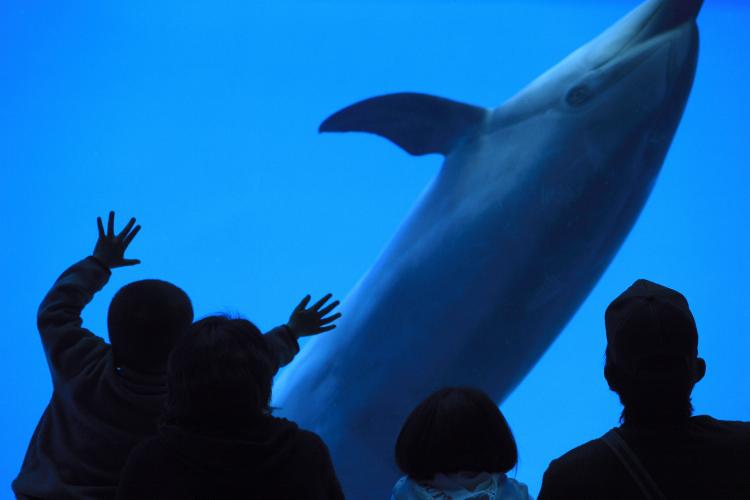 名古屋港水族館