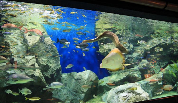 碧南海浜水族館