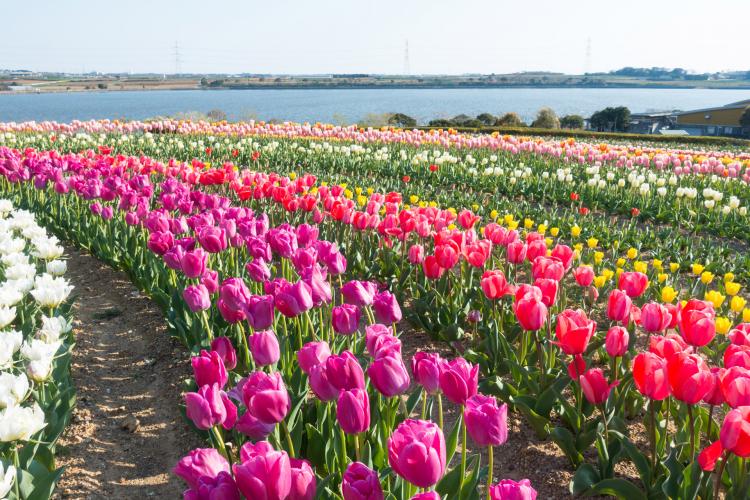 芦ヶ池農業公園「サンテパルクたはら」