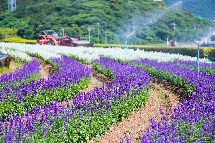 芦ヶ池農業公園「サンテパルクたはら」