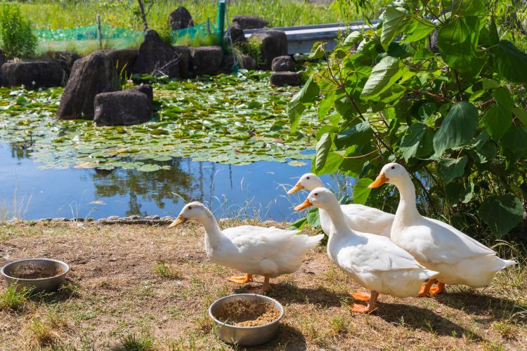 芦ヶ池農業公園「サンテパルクたはら」