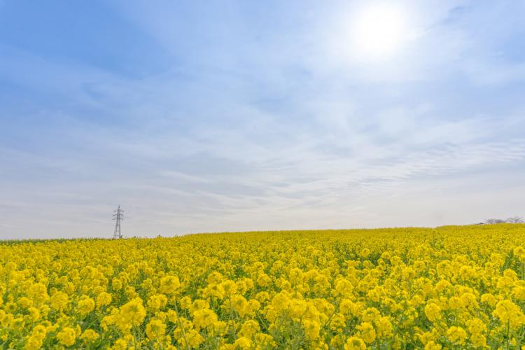 観光農園花ひろば
