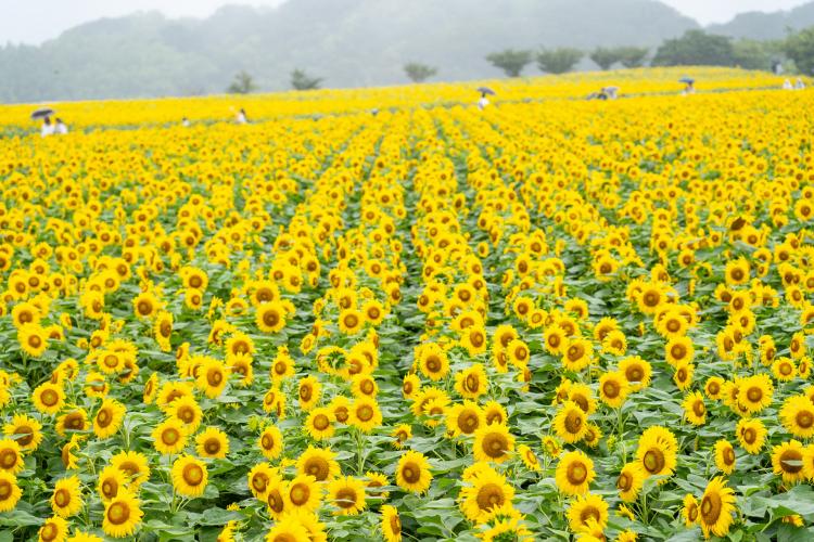 観光農園花ひろば
