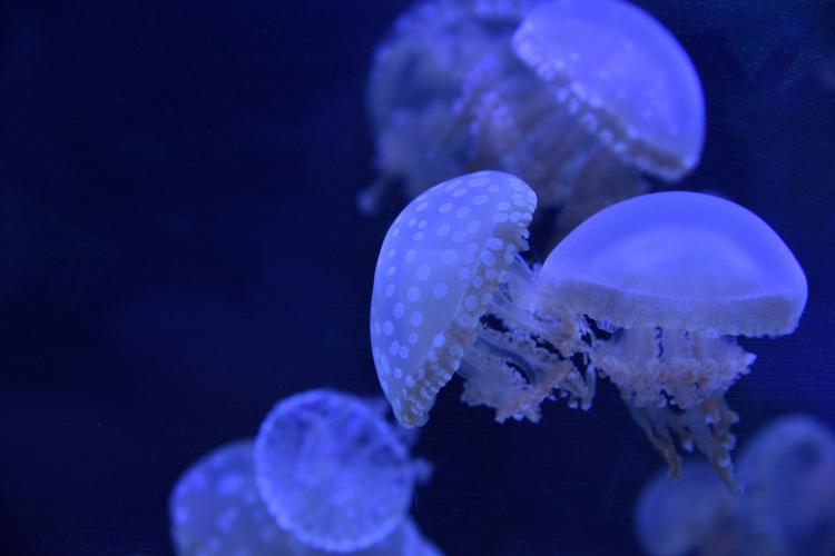 竹島水族館