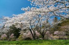 桜淵公園
