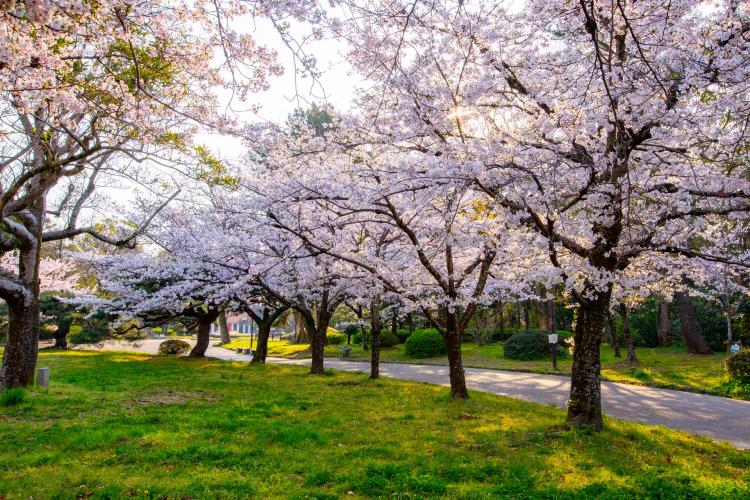 豊橋公園（吉田城跡）