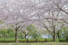 向山緑地