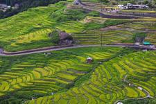 丸山千枚田