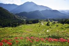丸山千枚田