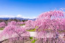 鈴鹿の森庭園