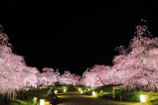 鈴鹿の森庭園