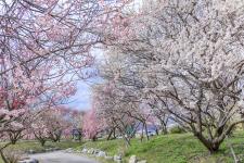 いなべ市農業公園　梅林公園
