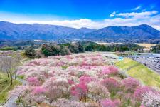 いなべ市農業公園　梅林公園