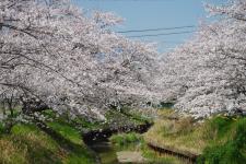 鹿化川千本桜