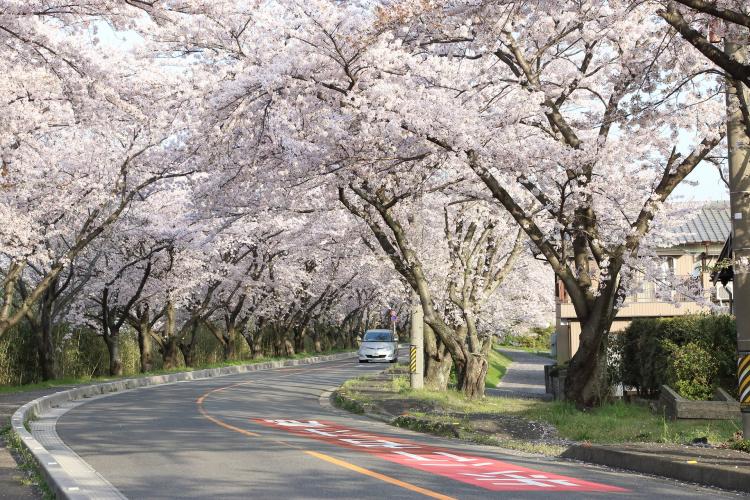 鍋田川の桜