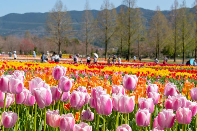 滋賀農業公園 ブルーメの丘