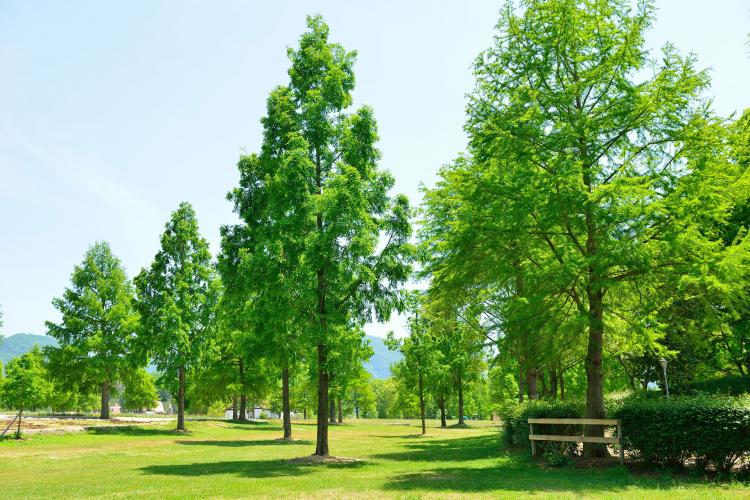 滋賀農業公園 ブルーメの丘