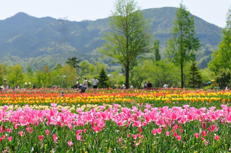 滋賀農業公園 ブルーメの丘