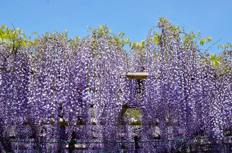 正法寺(藤の寺)