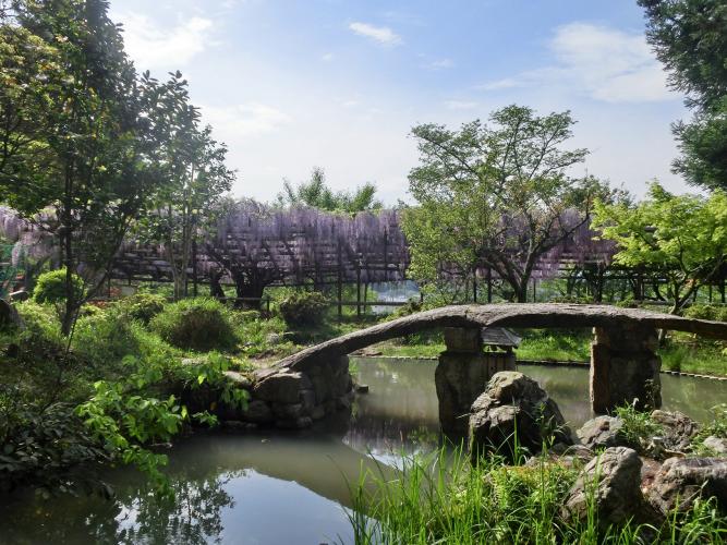 正法寺(藤の寺)