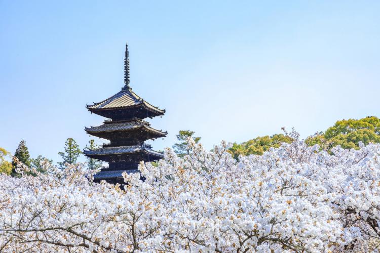 仁和寺