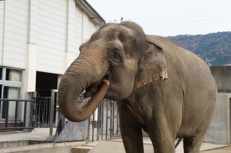 京都市動物園
