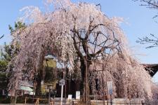 大報恩寺